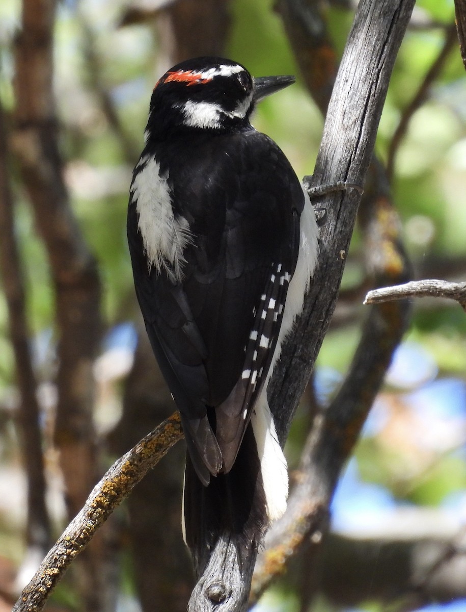 Hairy Woodpecker - Shannon Lehrter