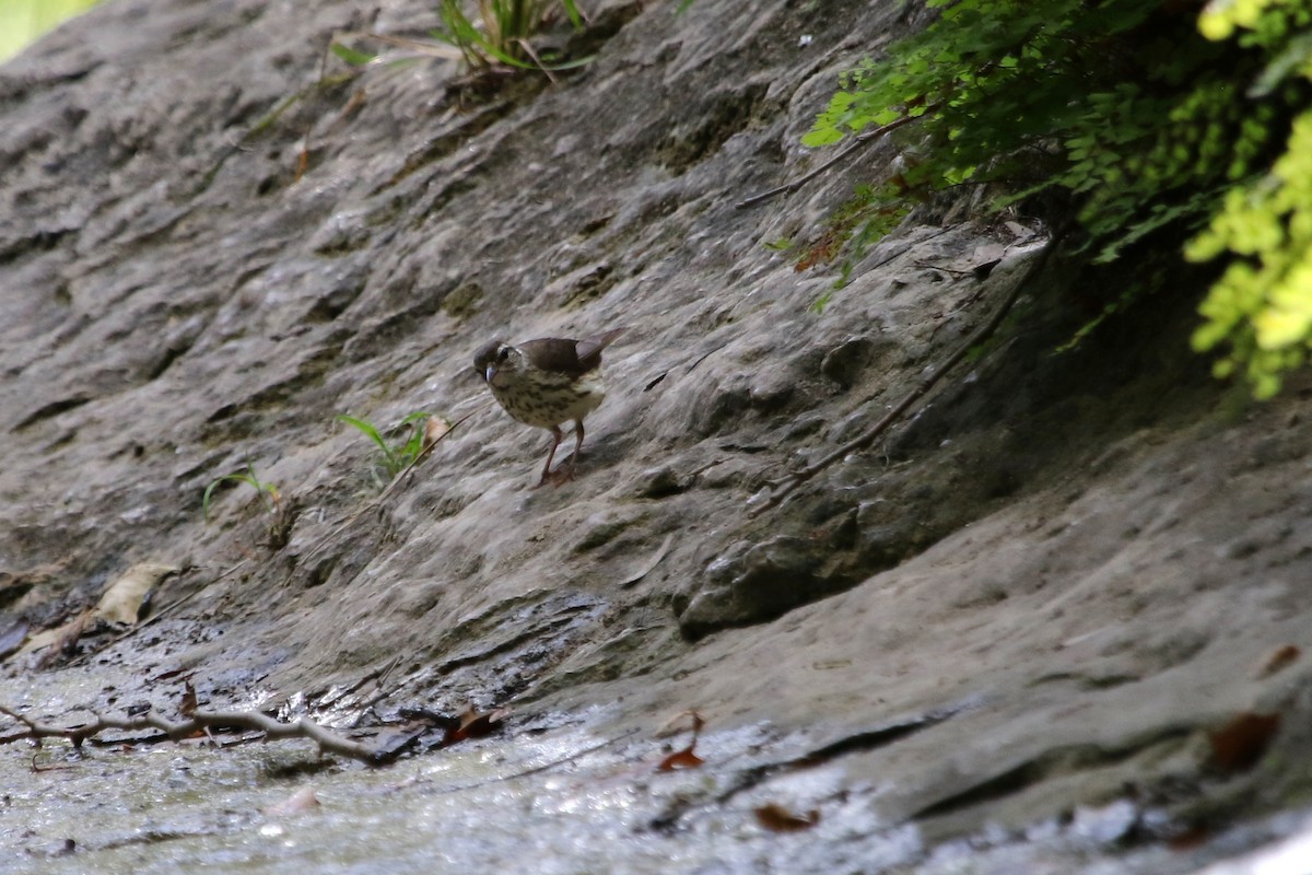 Paruline hochequeue - ML620621057