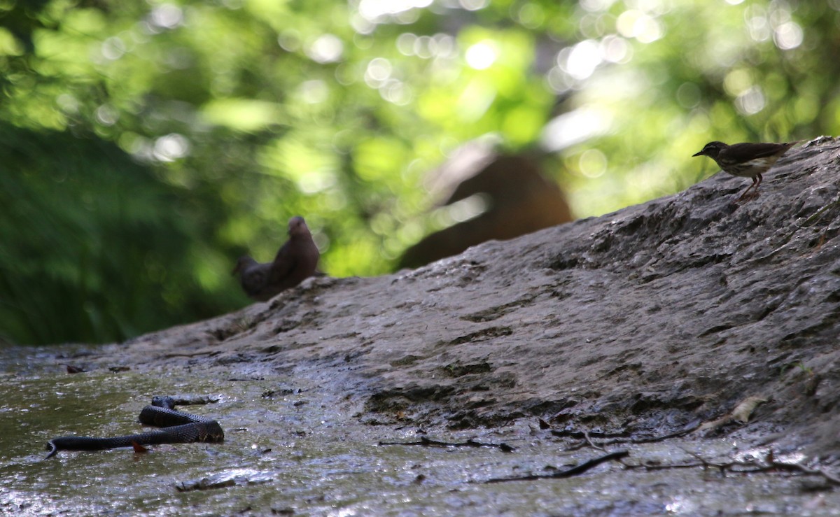 Louisiana Waterthrush - ML620621065