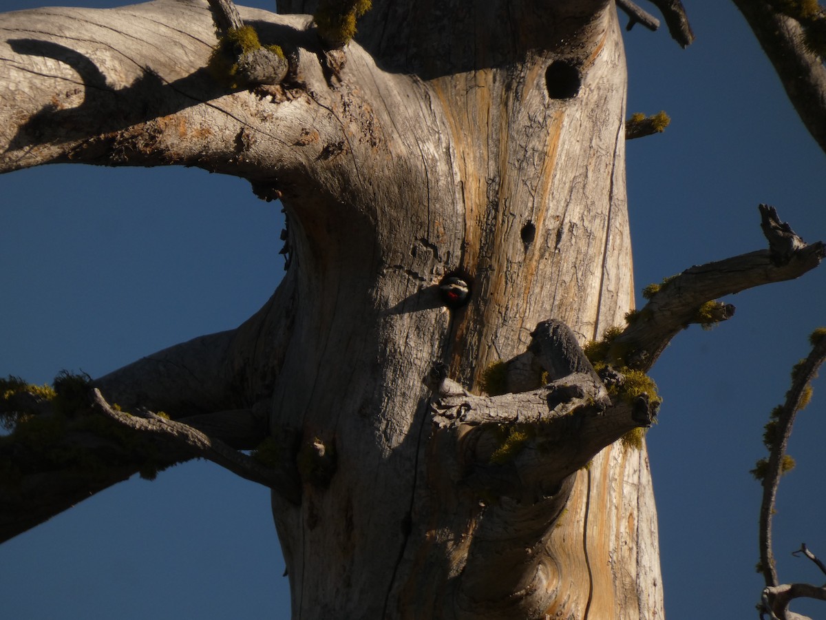 Williamson's Sapsucker - ML620621066