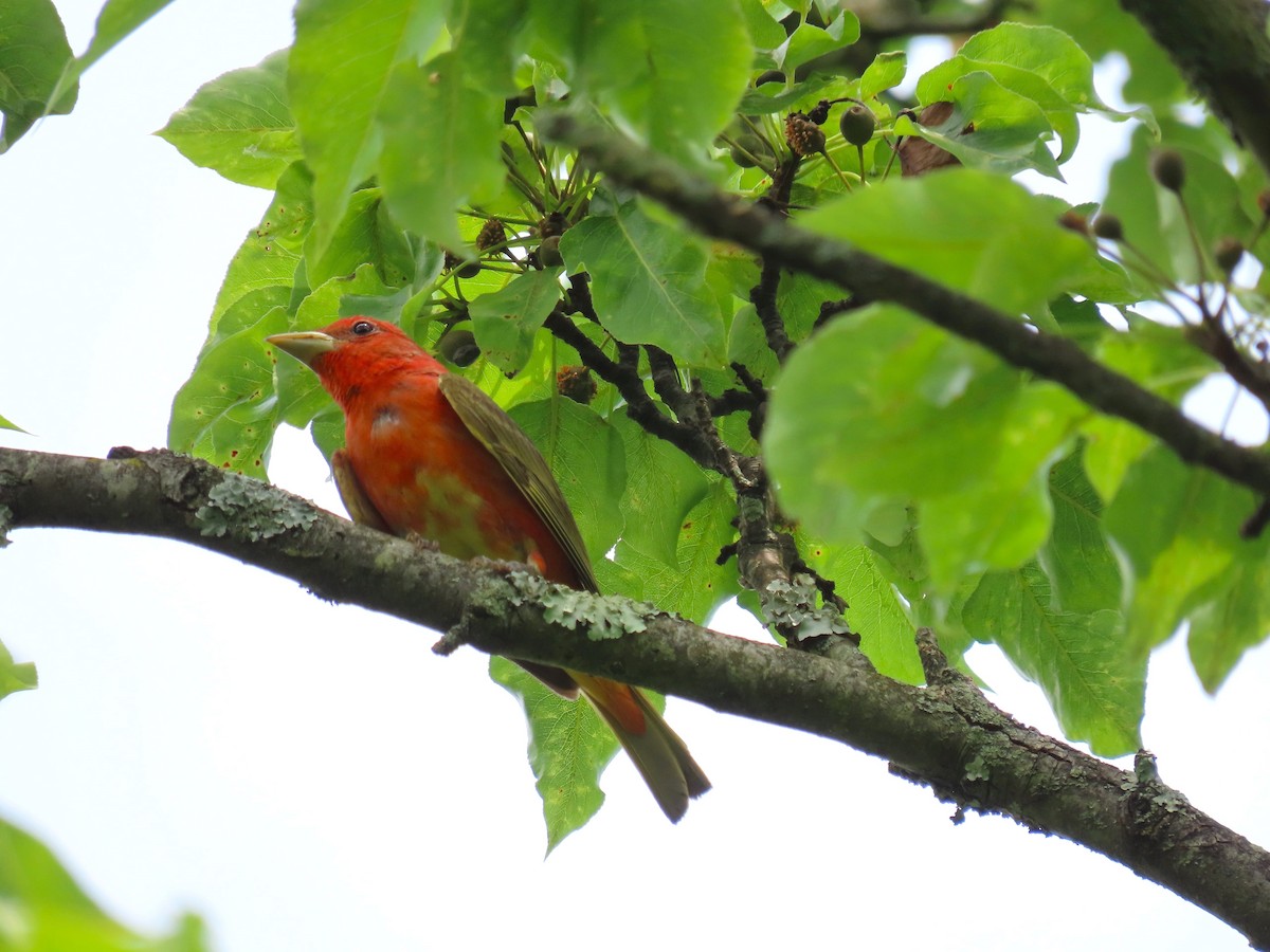 Summer Tanager - ML620621067