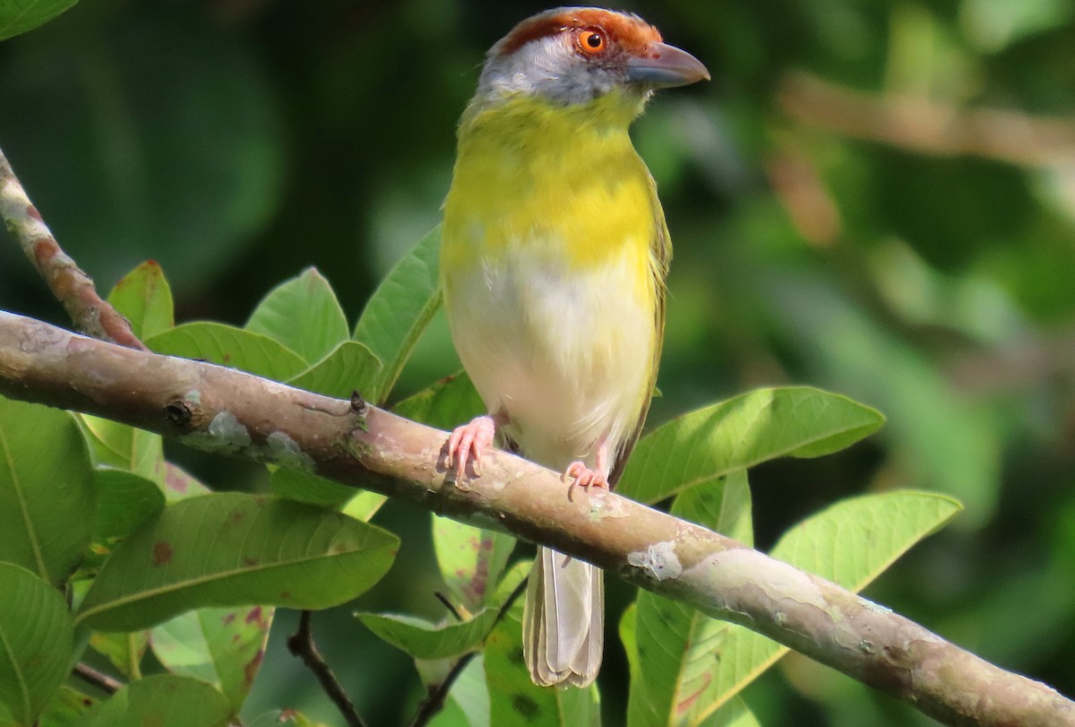 Rufous-browed Peppershrike - ML620621068