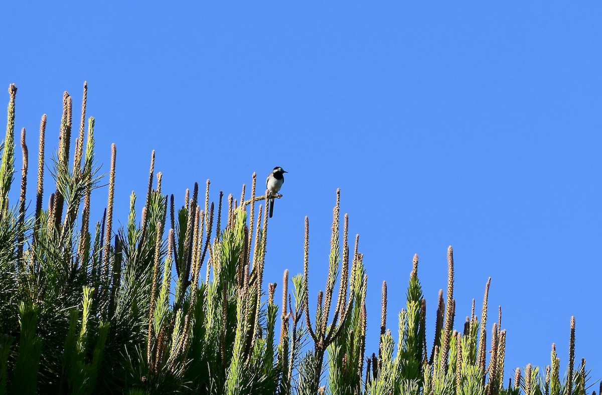 White Wagtail - ML620621071