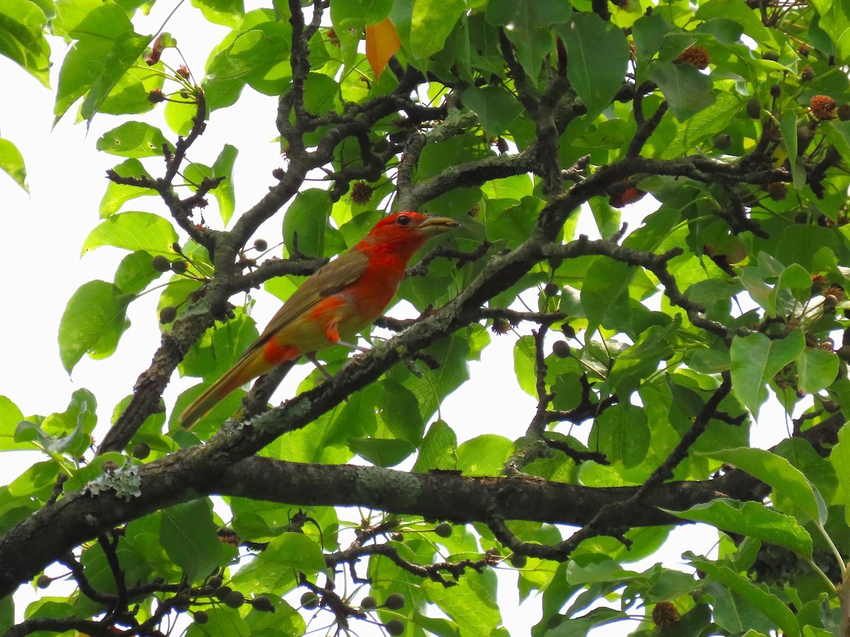 Piranga Roja - ML620621072