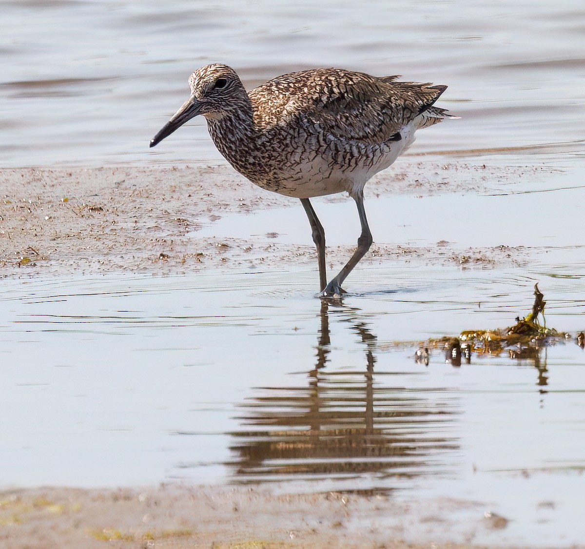 Willet - Debbie Lombardo