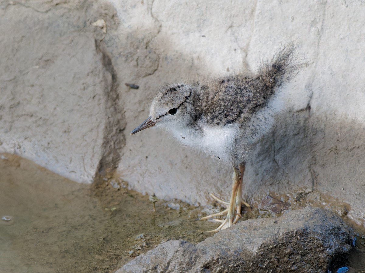 Spotted Sandpiper - ML620621081