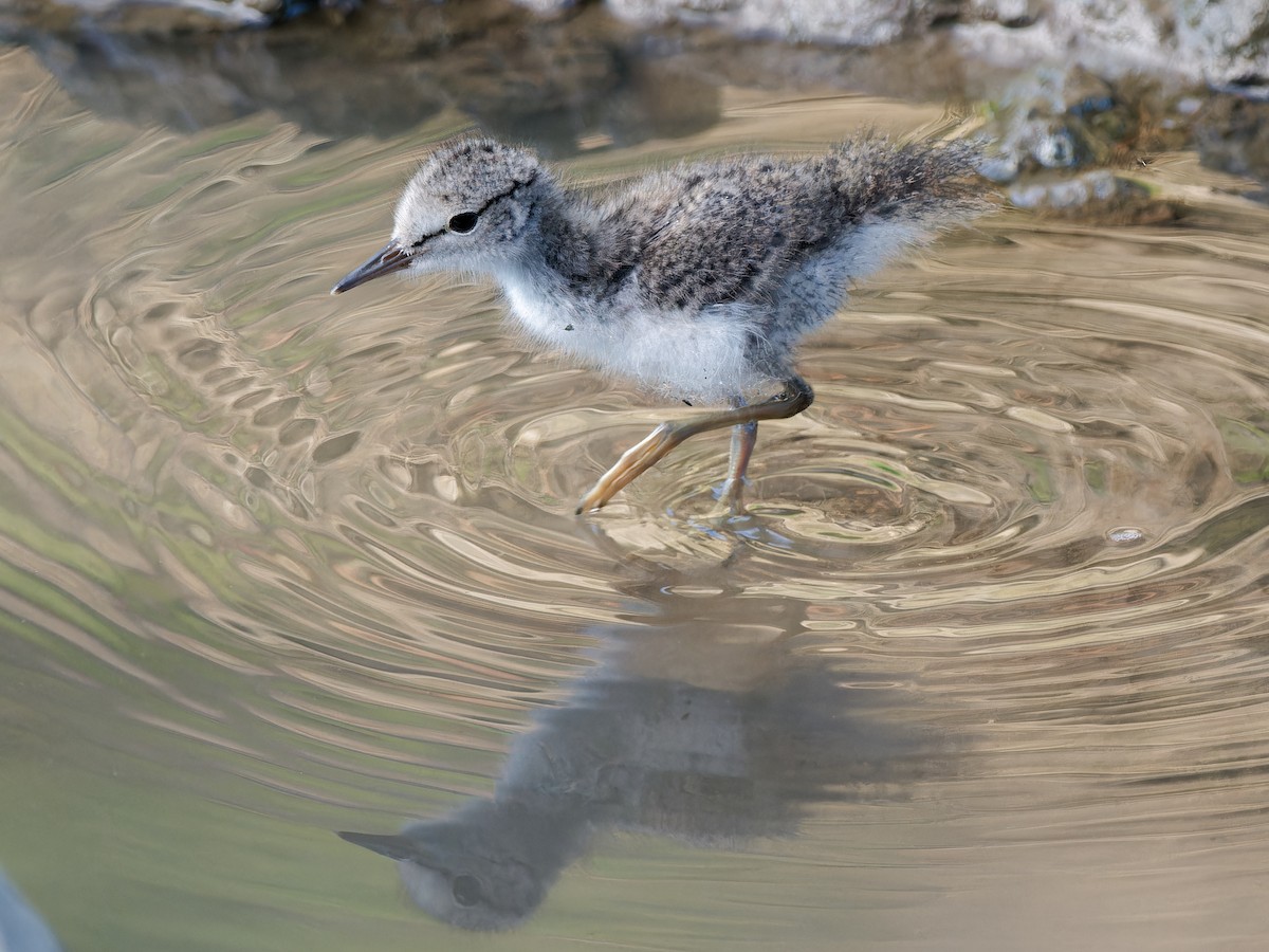 Spotted Sandpiper - ML620621082