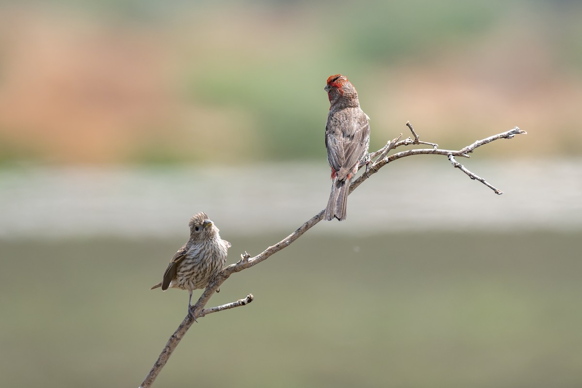 House Finch - ML620621083