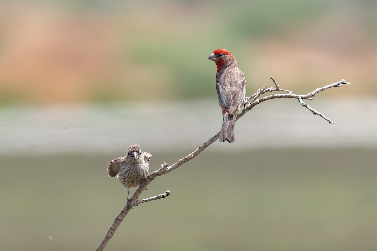 House Finch - ML620621084