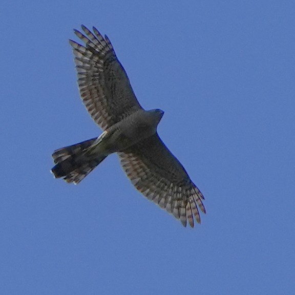 Cooper's Hawk - ML620621085