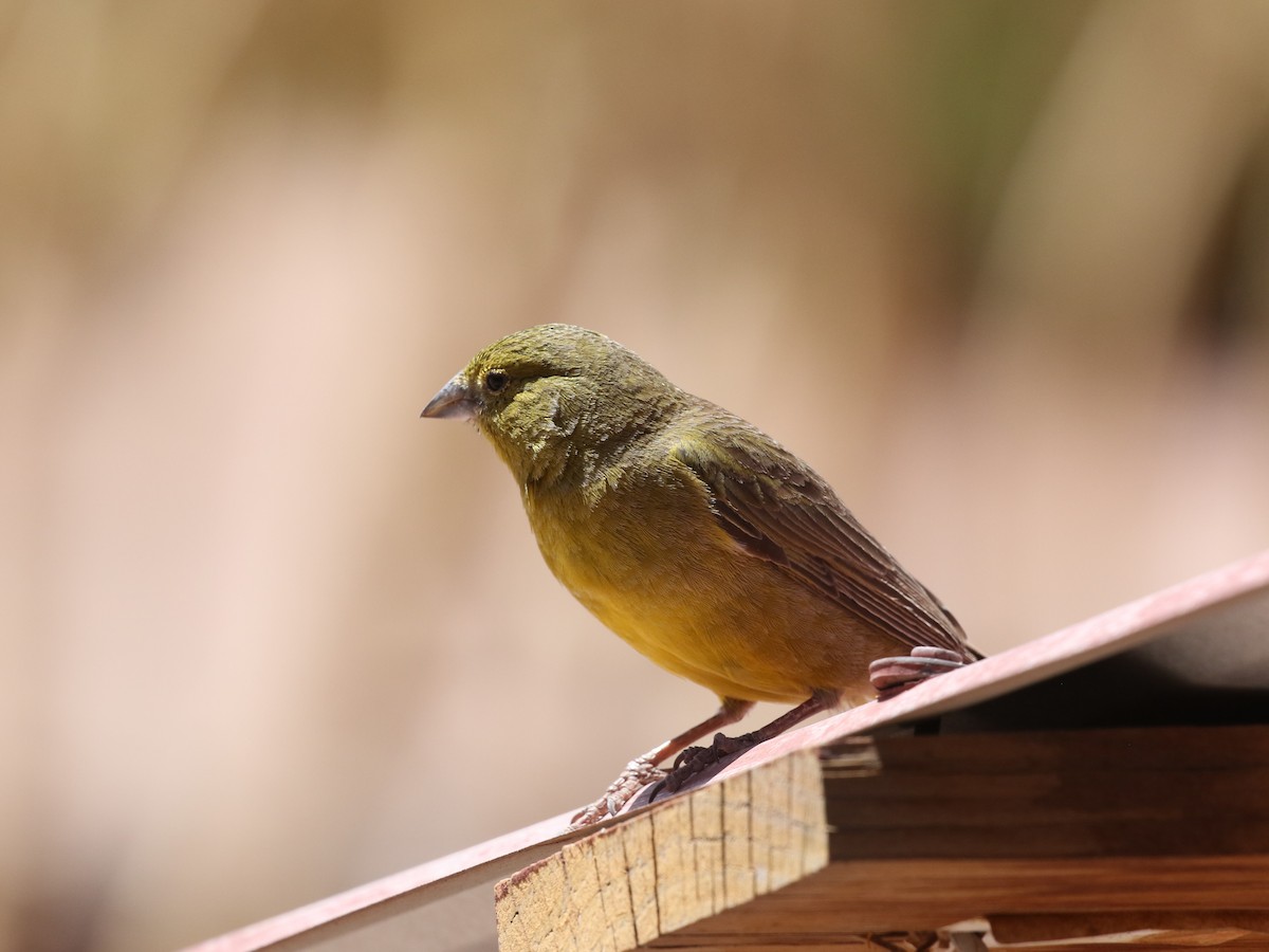 Greenish Yellow-Finch - ML620621088