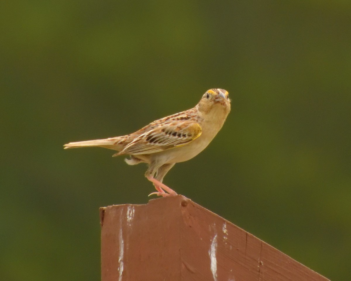 Grasshopper Sparrow - ML620621090