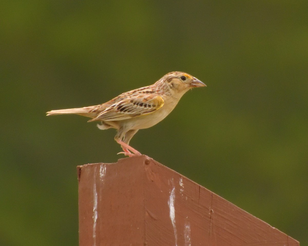 Grasshopper Sparrow - Kayla Echols