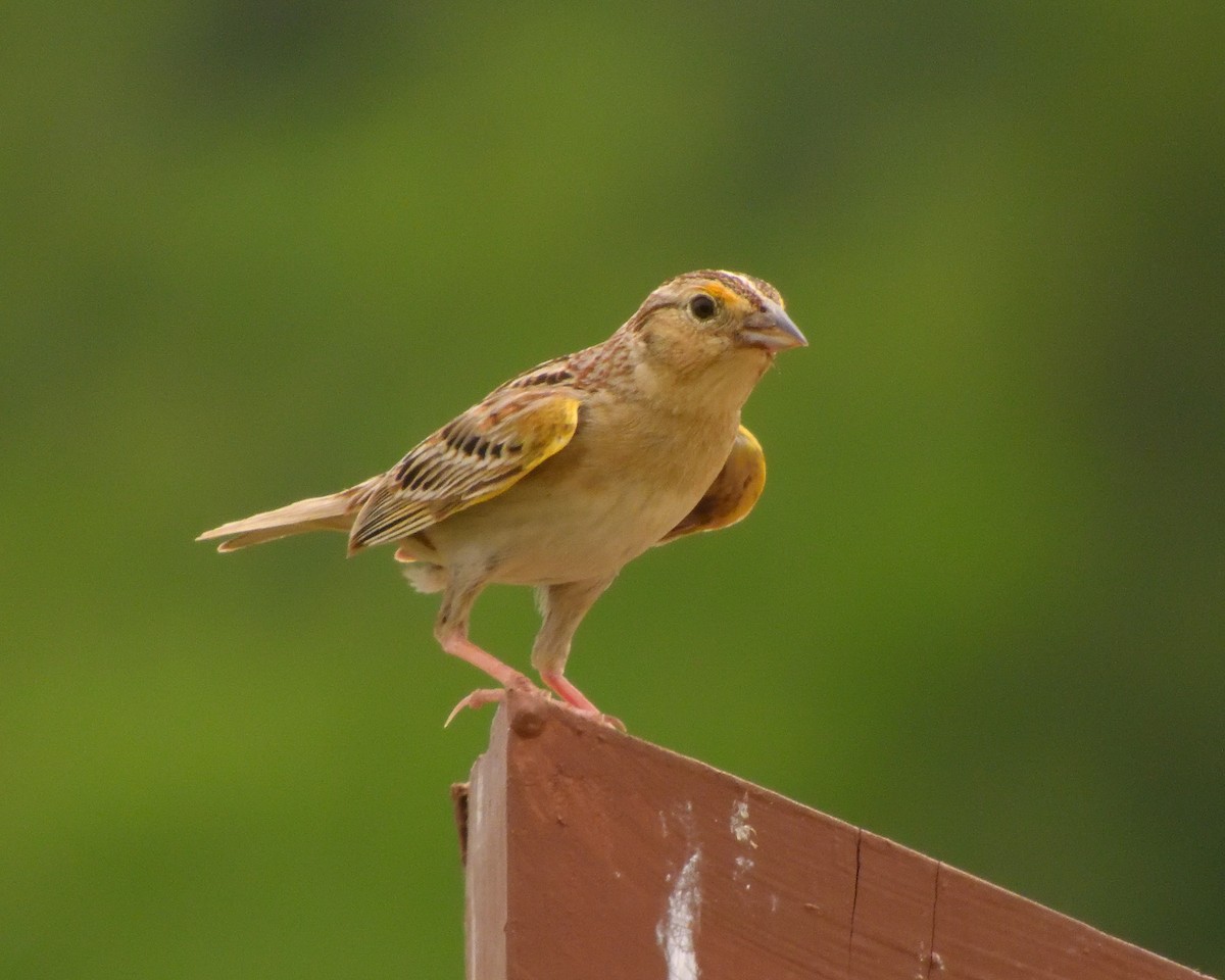 Chingolo Saltamontes - ML620621092