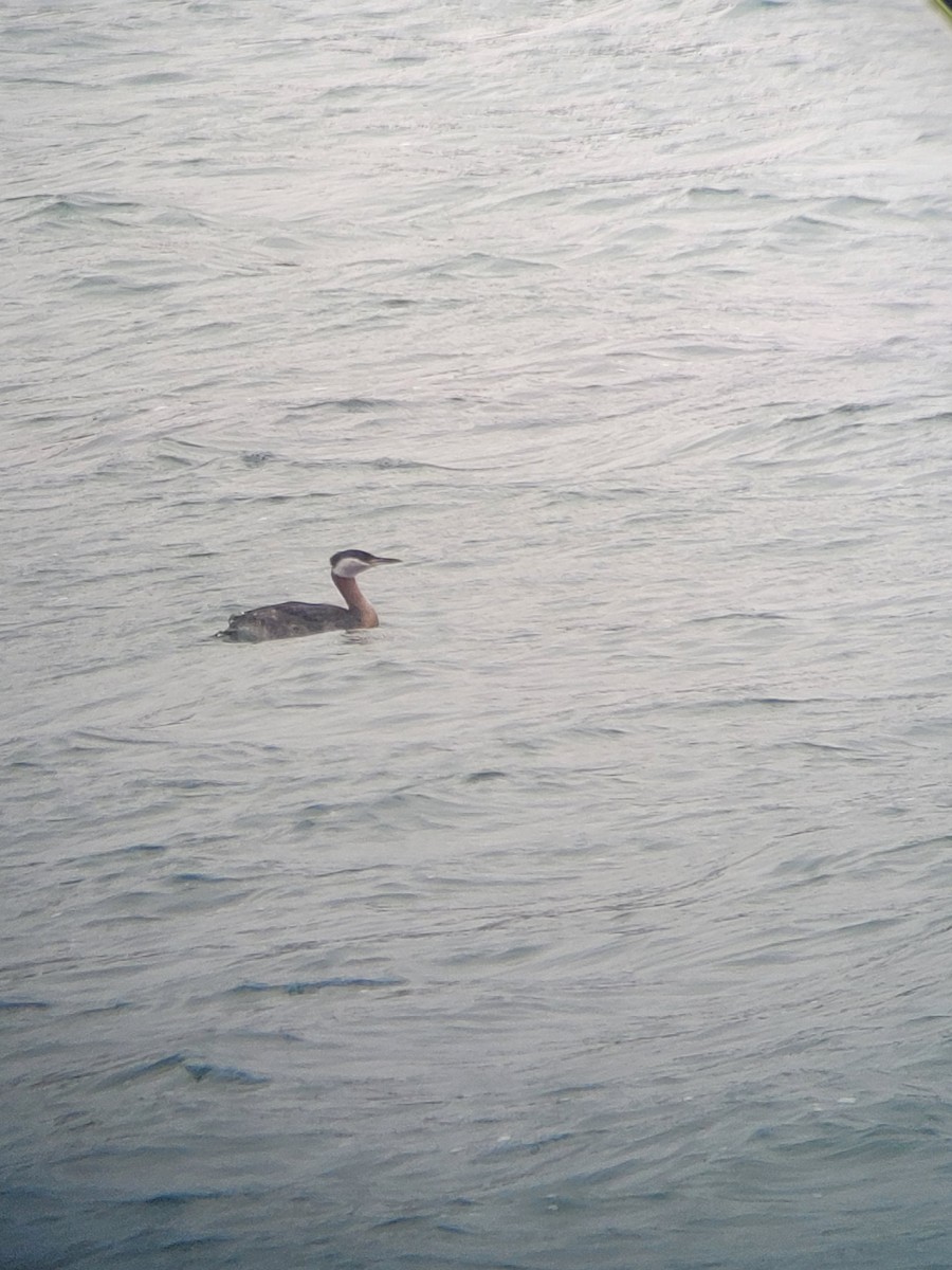 Red-necked Grebe - ML620621093