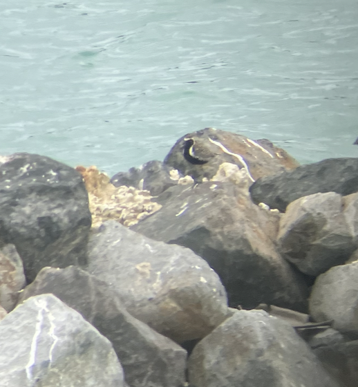 Pacific Golden-Plover - ML620621097