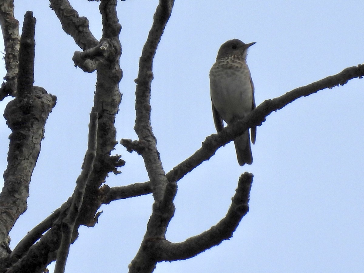 Gray-cheeked Thrush - ML620621098