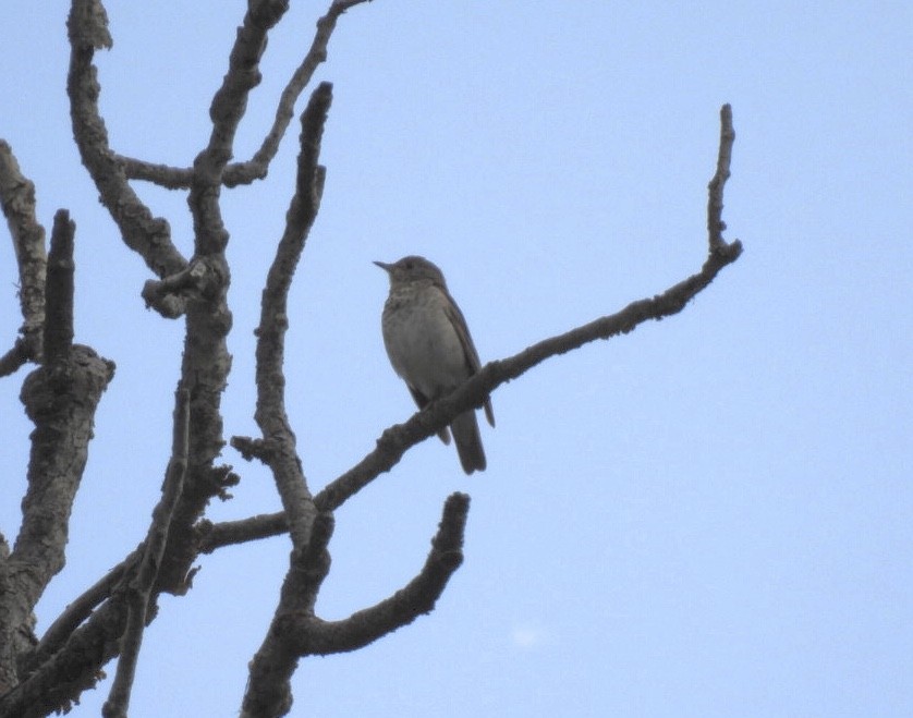 Gray-cheeked Thrush - ML620621099