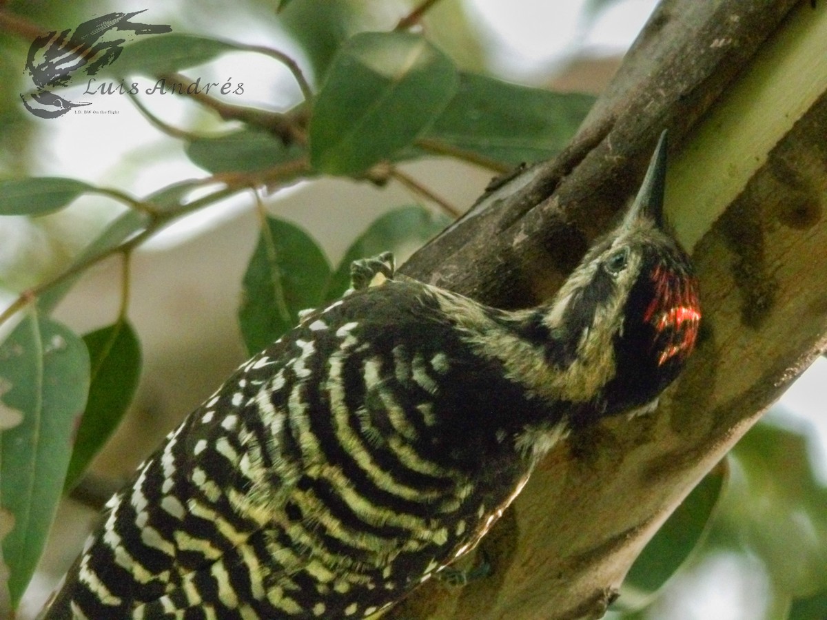 Ladder-backed Woodpecker - ML620621104