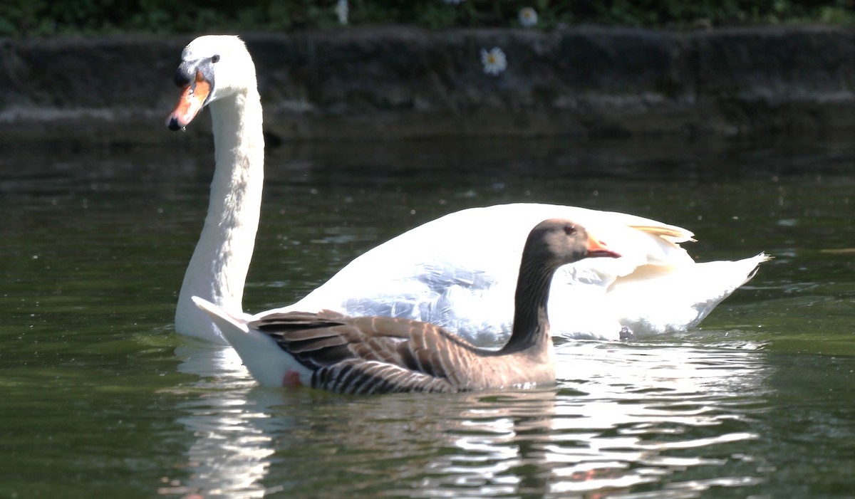 Cygne tuberculé - ML620621106