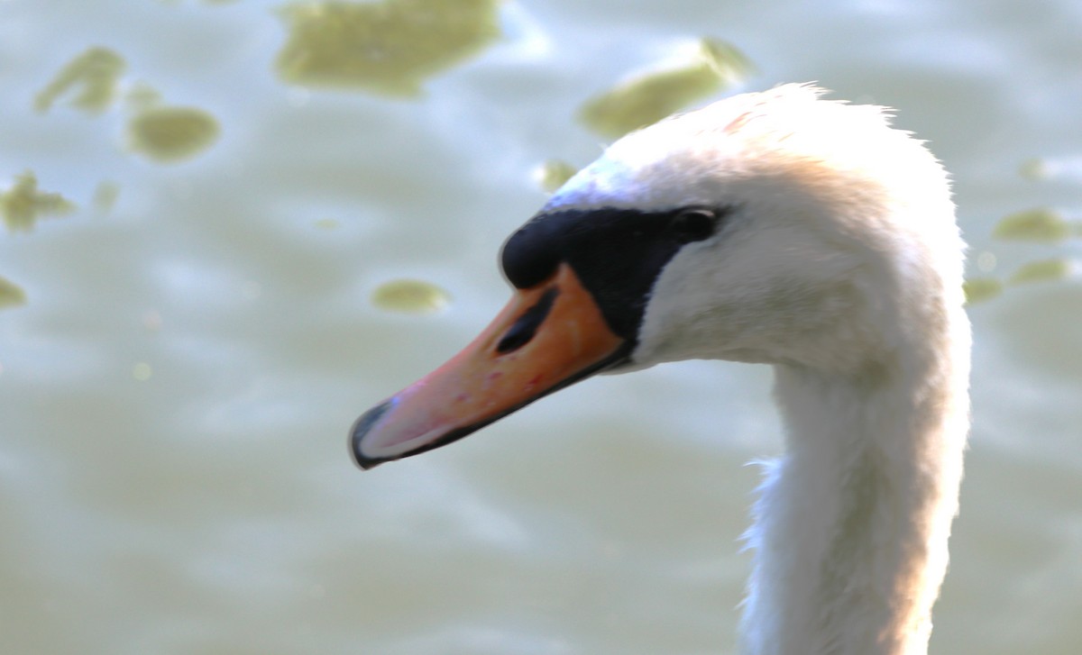 Cygne tuberculé - ML620621111