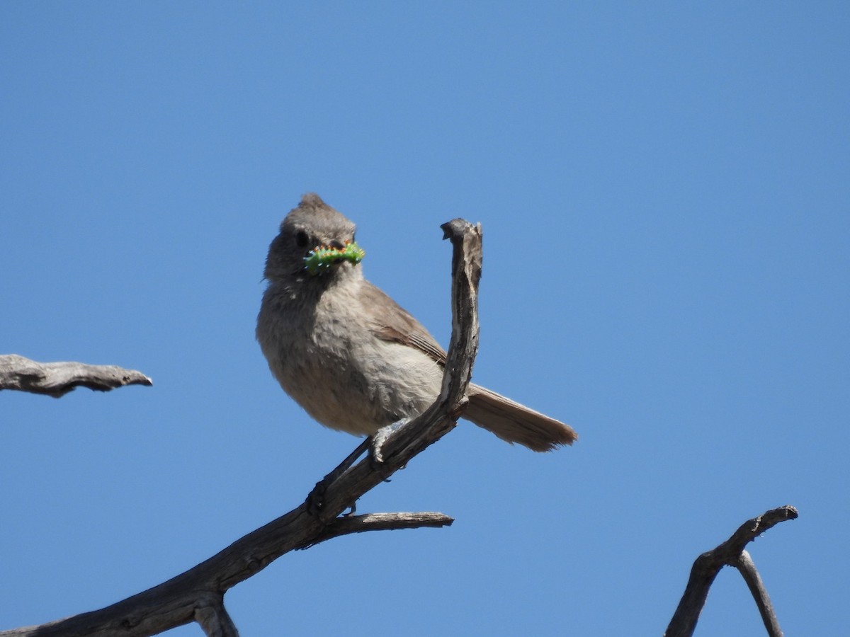 Juniper Titmouse - ML620621112