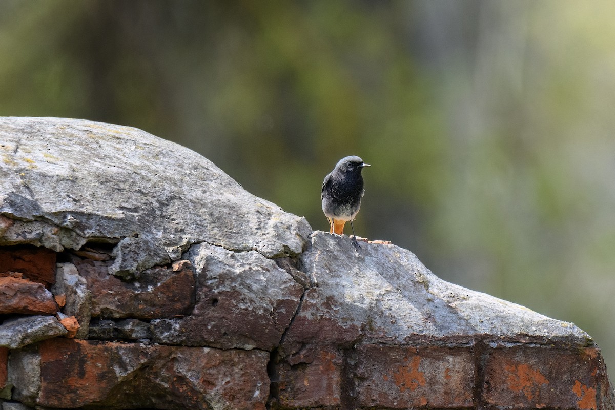 Black Redstart - ML620621118