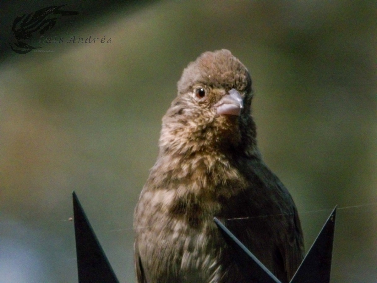 Canyon Towhee - ML620621120