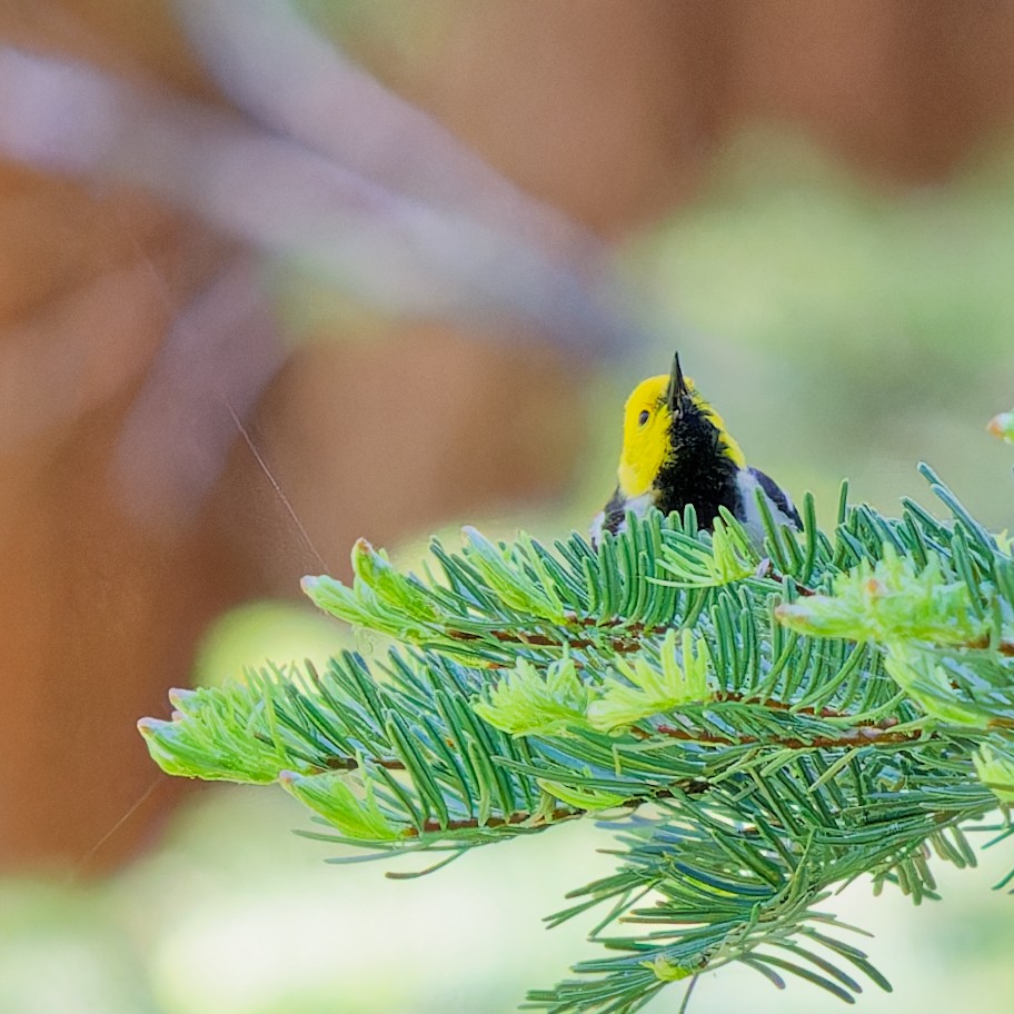 Paruline à tête jaune - ML620621123