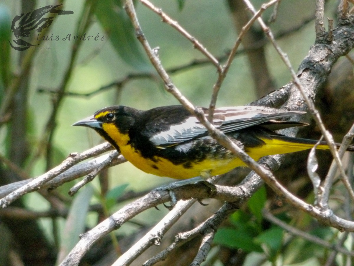 Black-backed Oriole - Luis Cuevas Romero