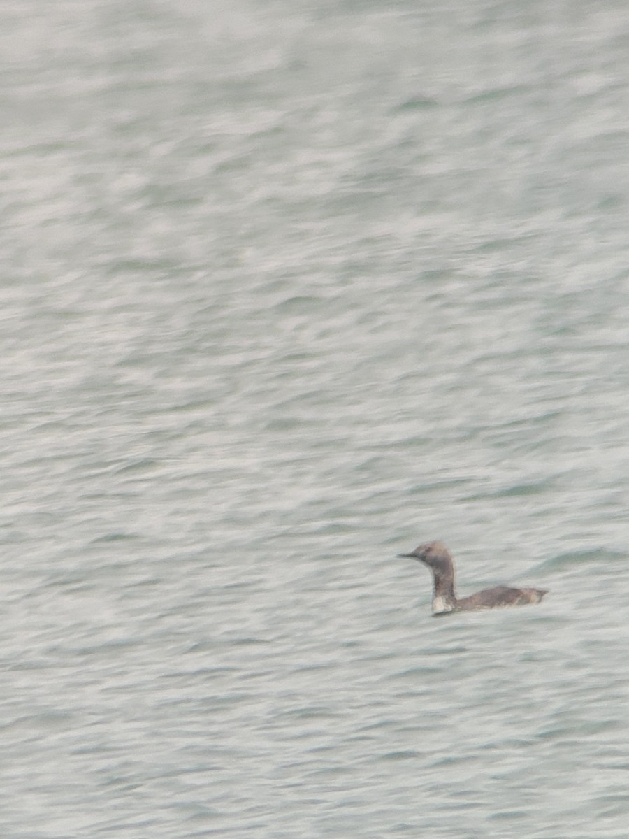 Red-throated Loon - ML620621130