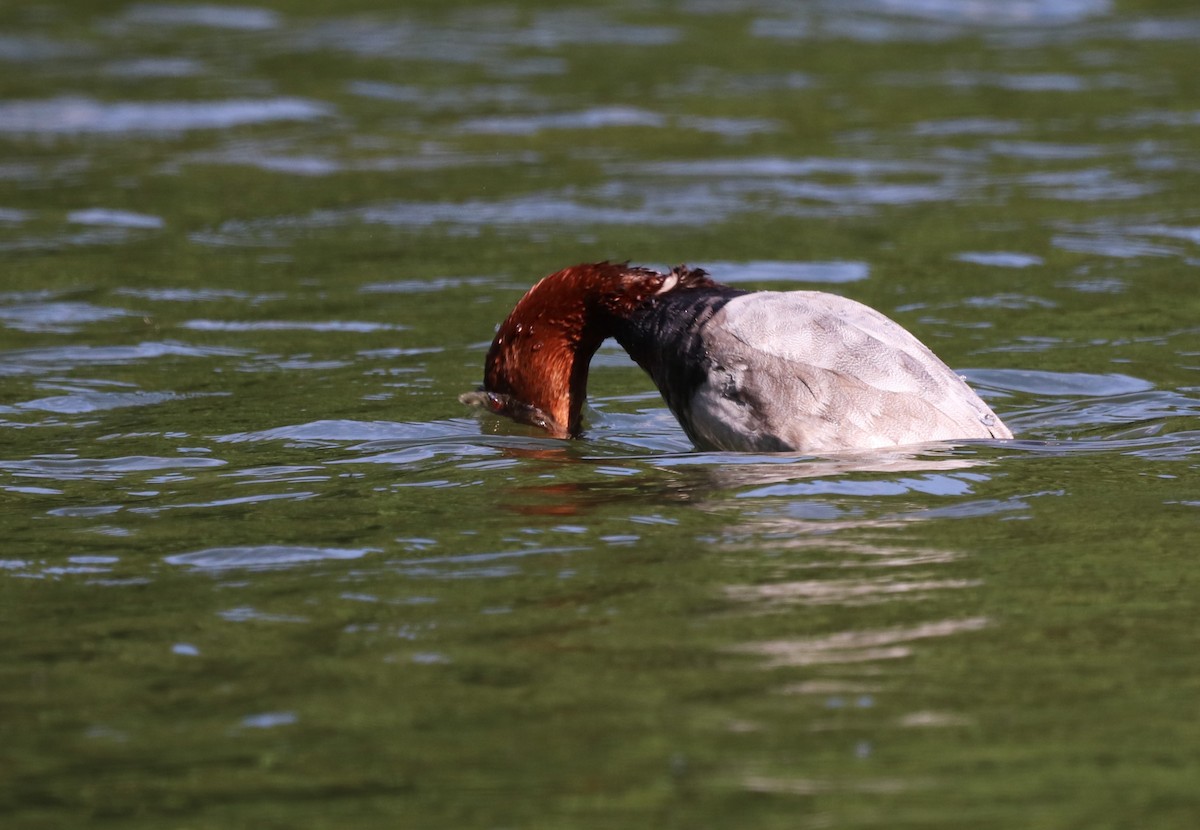 Common Pochard - ML620621133