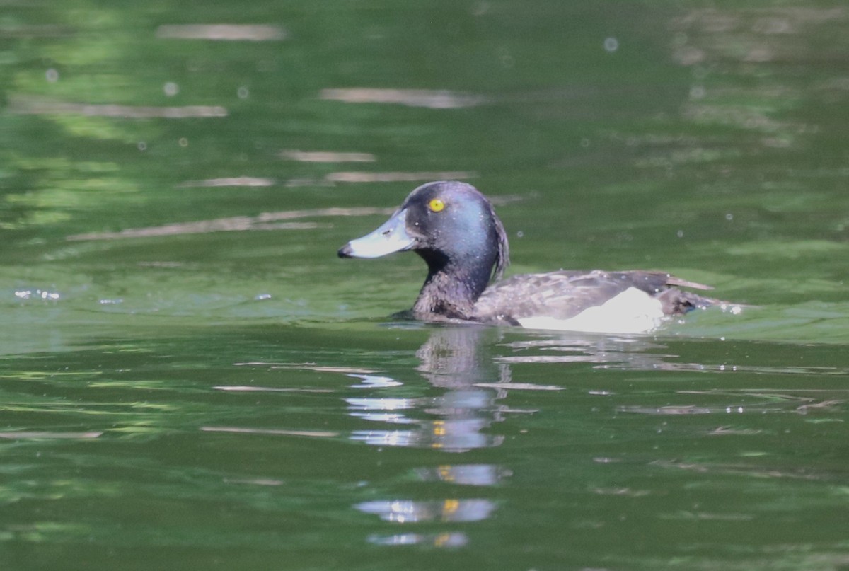 Tufted Duck - ML620621136