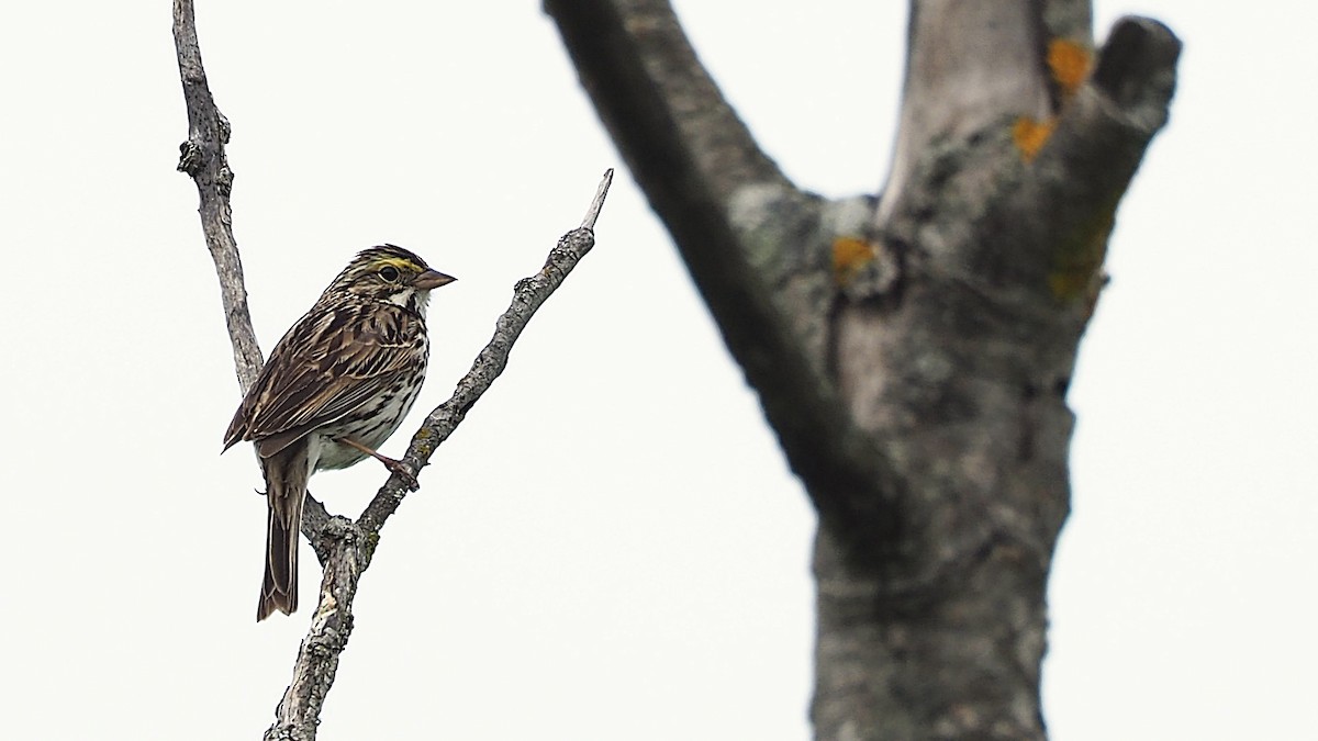 Savannah Sparrow - ML620621141