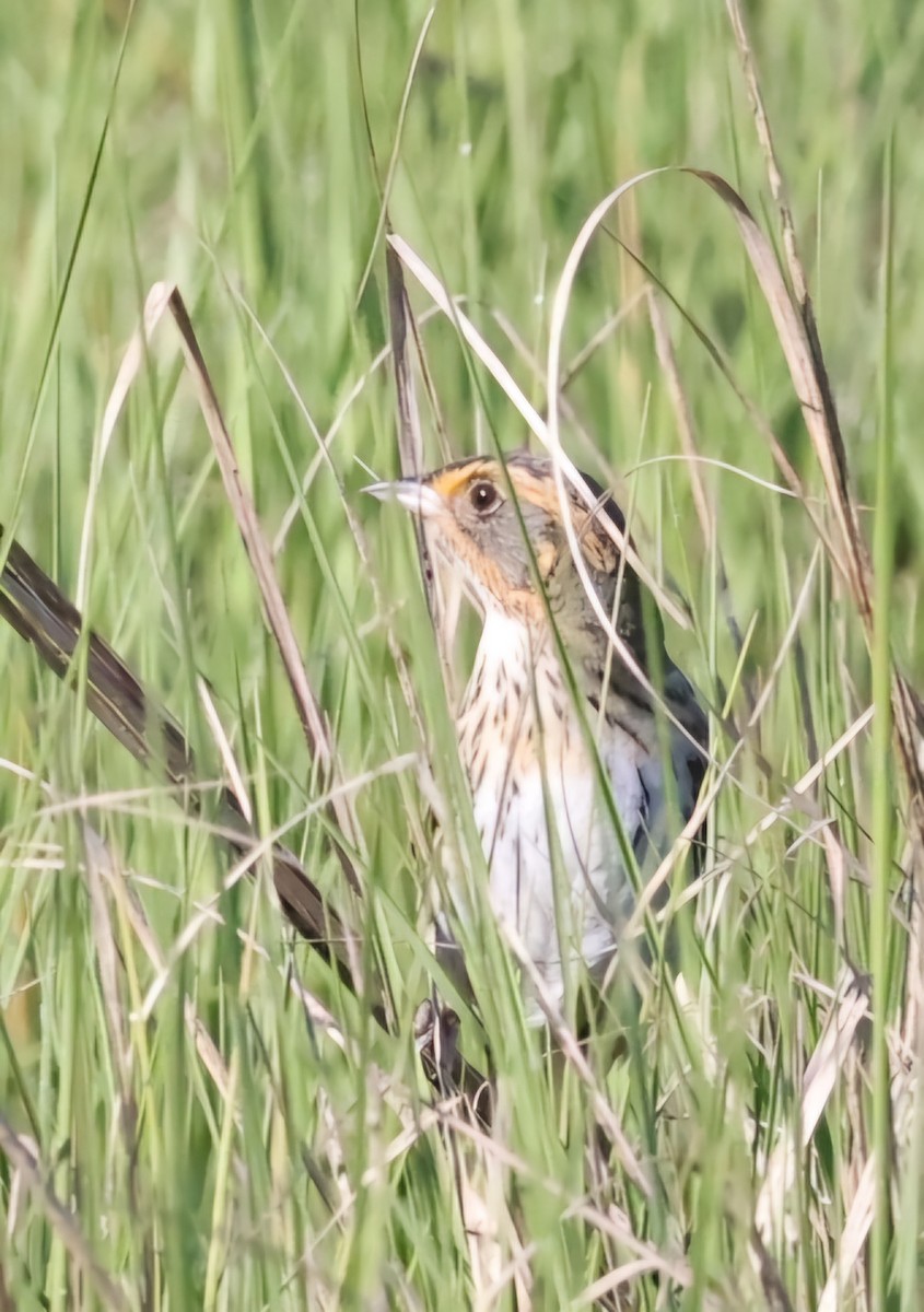 Saltmarsh Sparrow - ML620621142