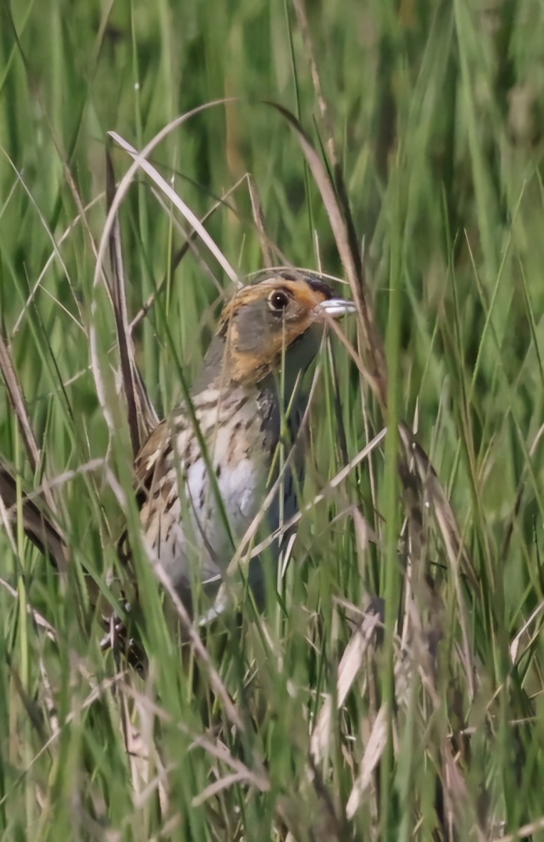 Bruant à queue aiguë - ML620621143