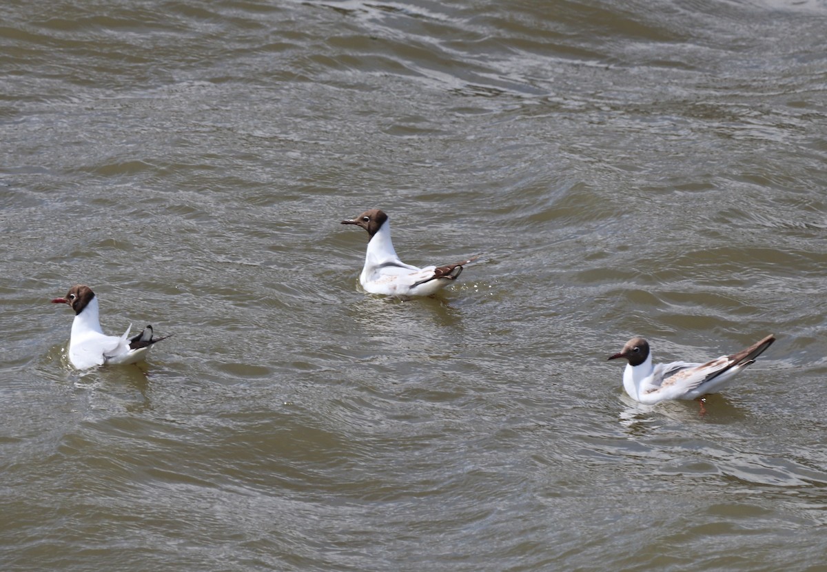 Black-headed Gull - Chris Overington