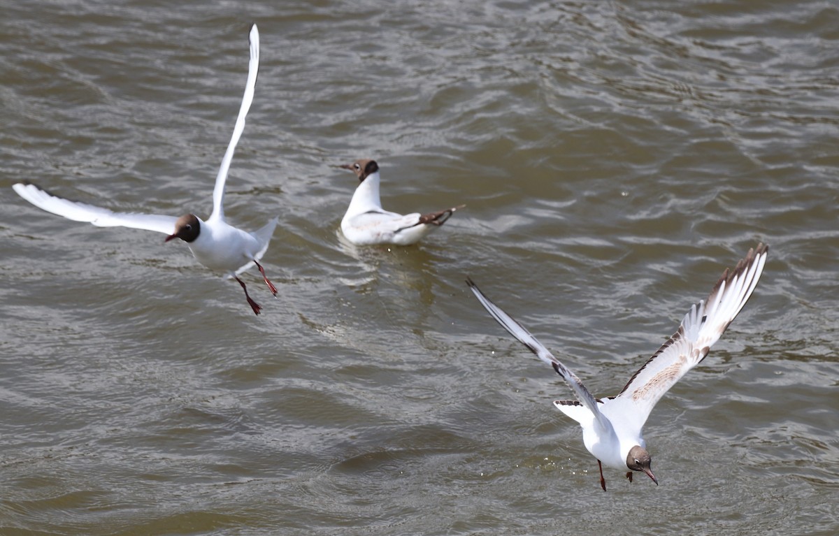 Black-headed Gull - ML620621149