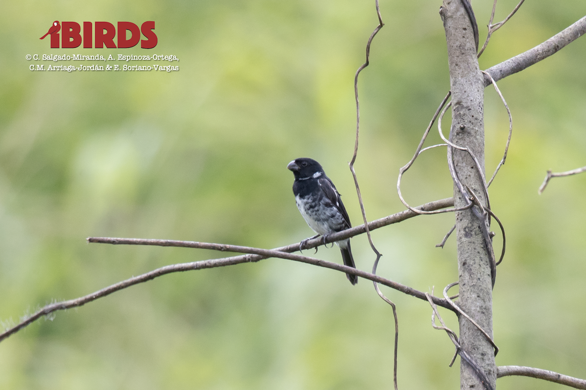 Variable Seedeater - C. Salgado-Miranda & E. Soriano-Vargas