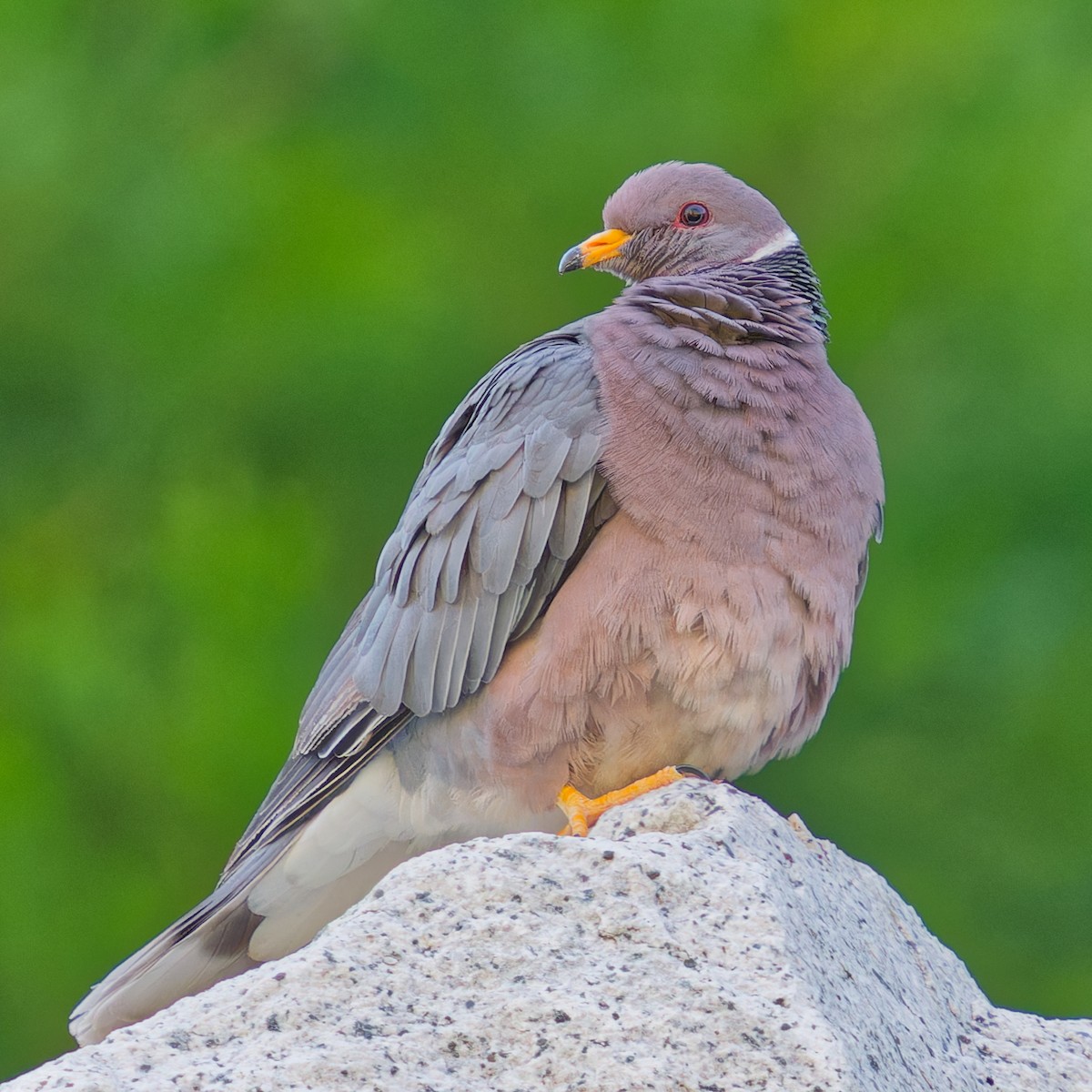 Band-tailed Pigeon - Mark Siebers