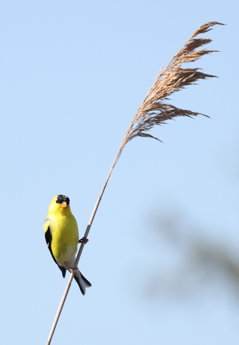 American Goldfinch - ML620621157