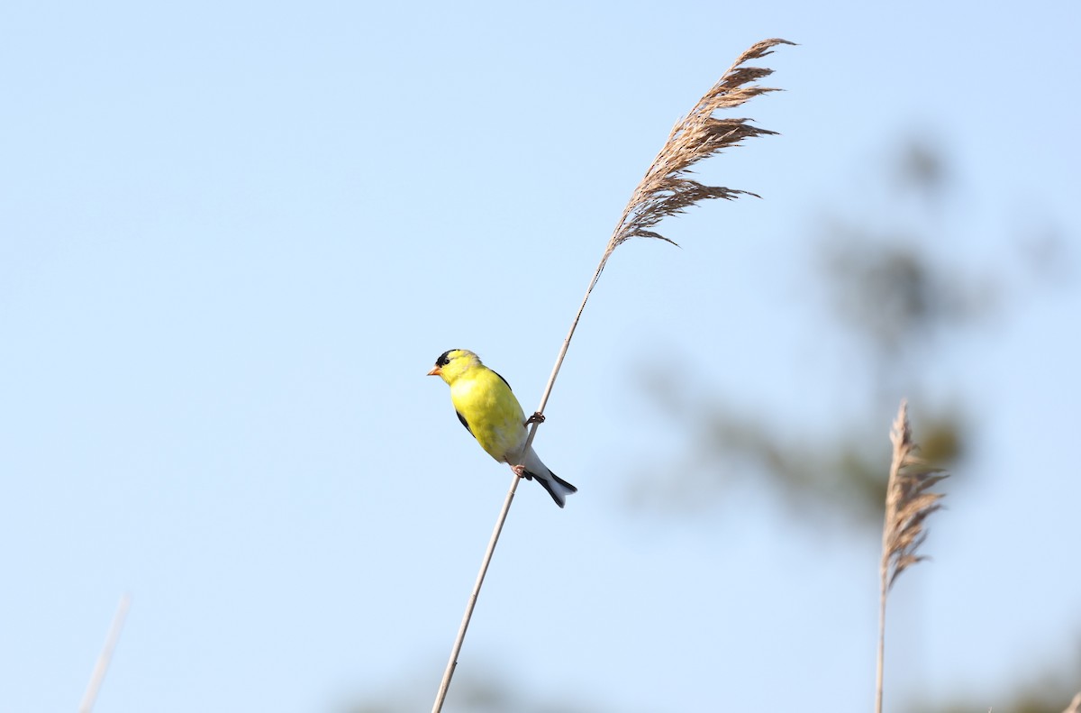 American Goldfinch - ML620621158