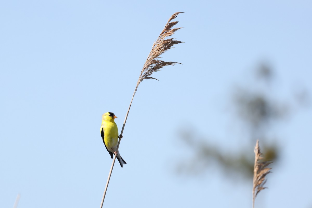 American Goldfinch - ML620621159