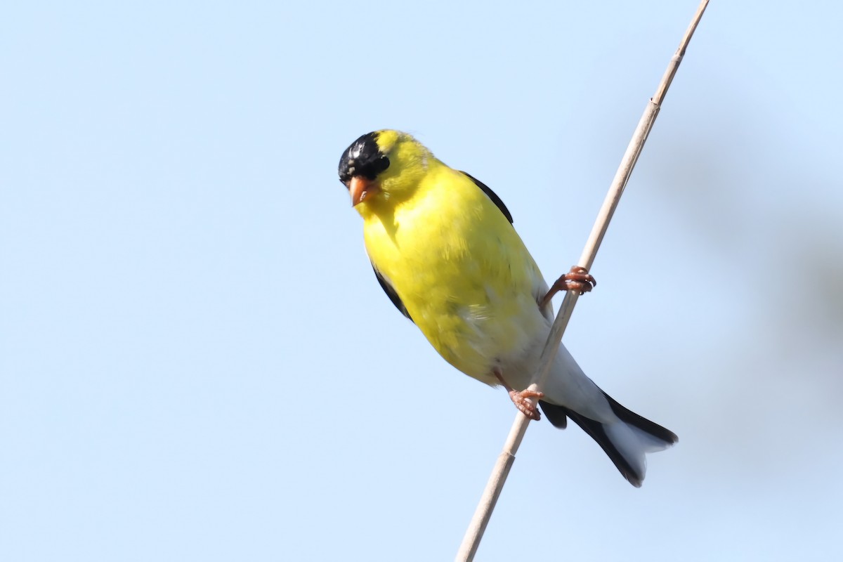 American Goldfinch - ML620621160