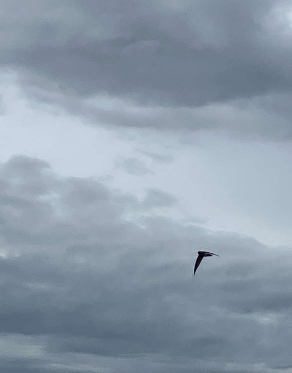 White-rumped Swiftlet - ML620621165