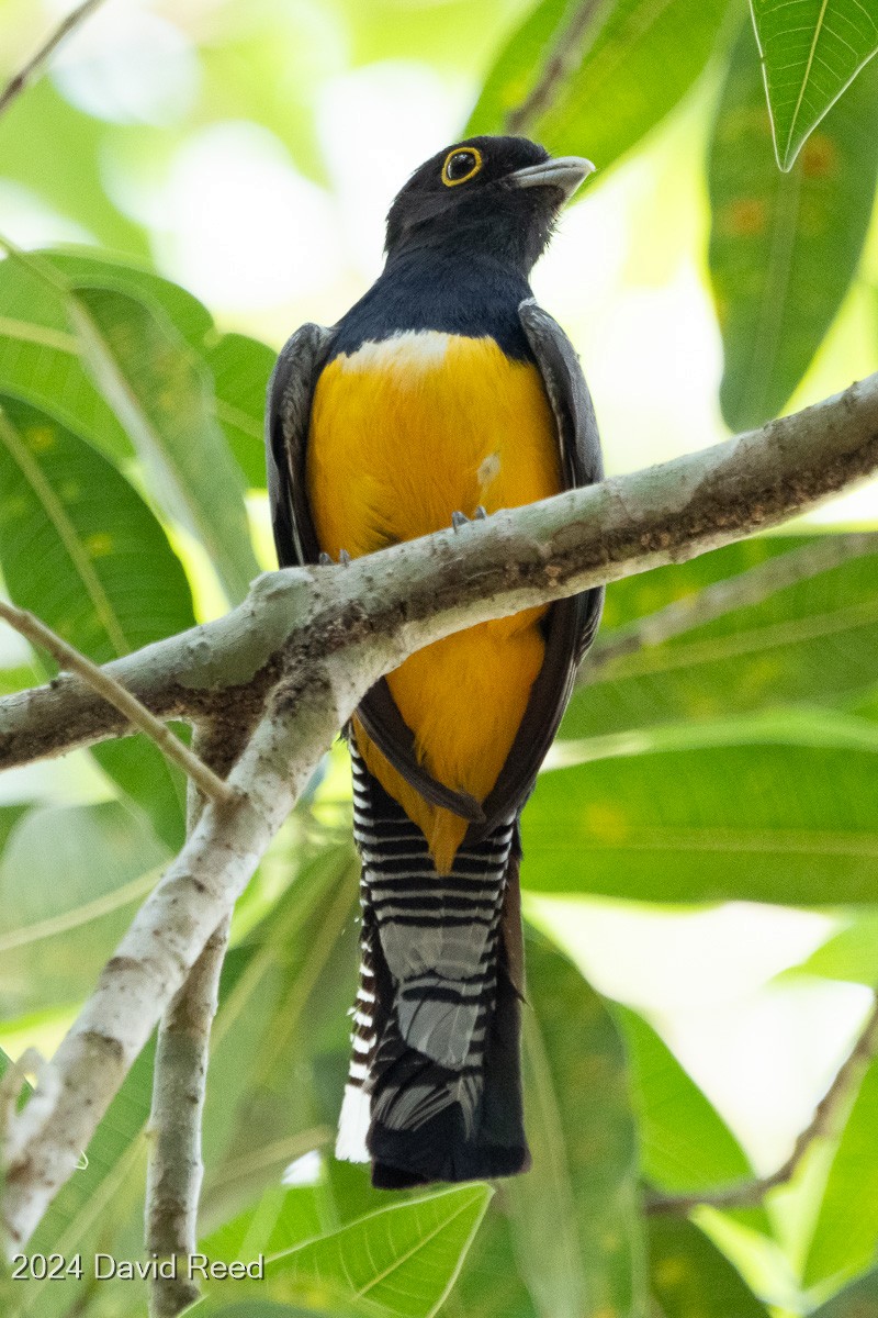 Gartered Trogon - ML620621168