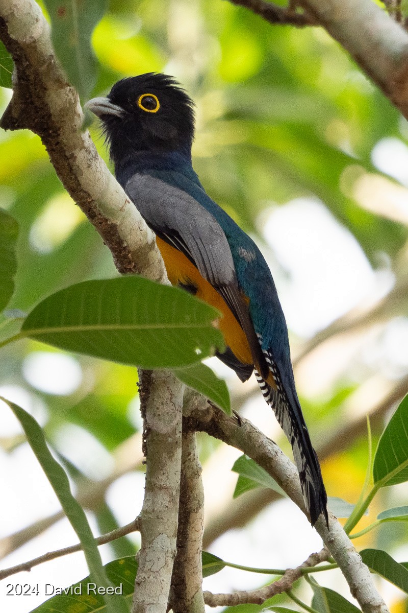 Gartered Trogon - ML620621169