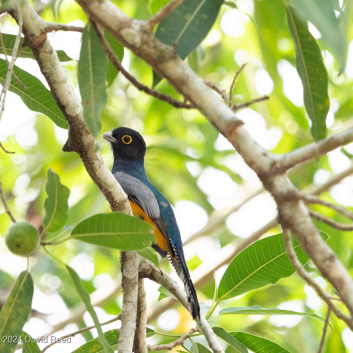 monokkeltrogon - ML620621170