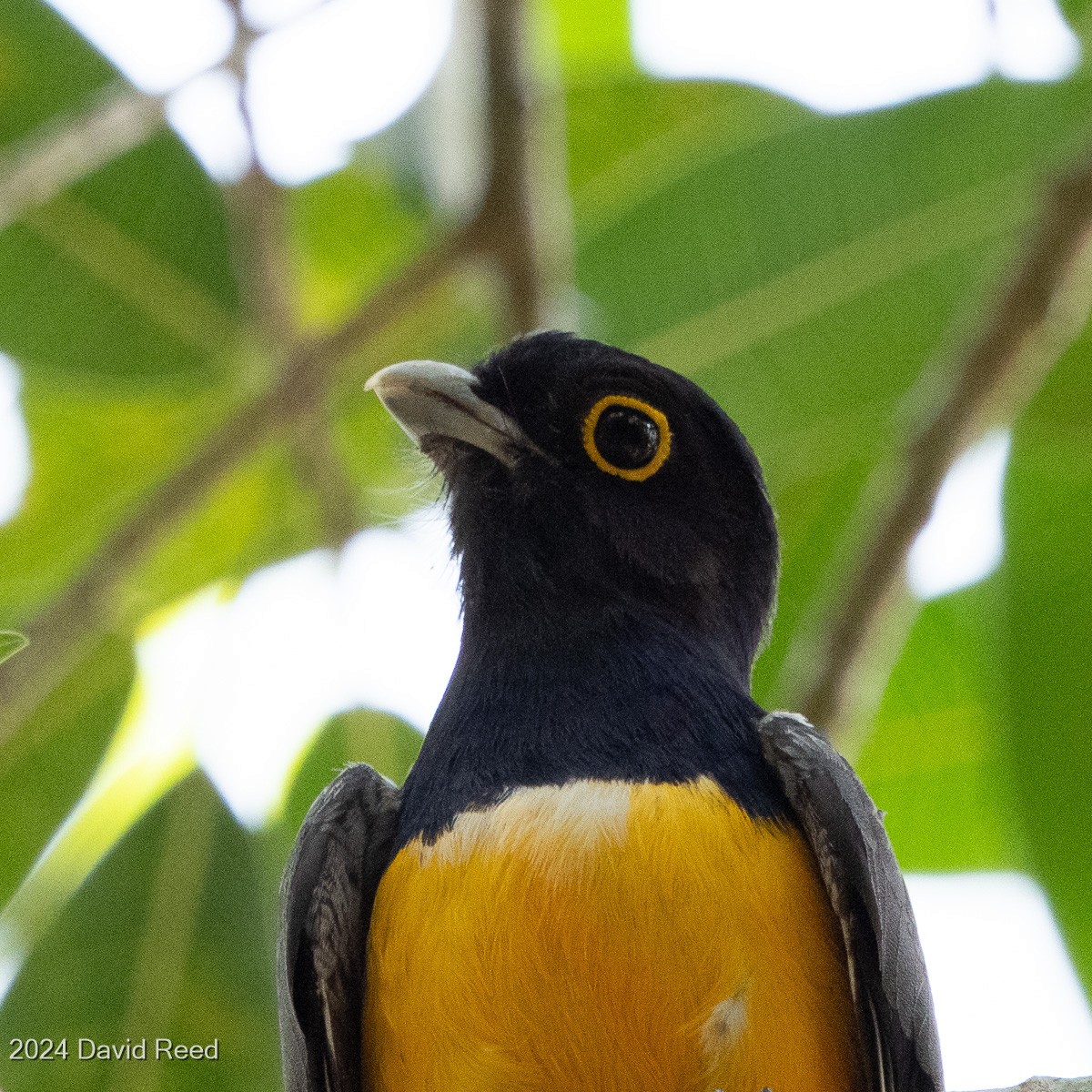 Gartered Trogon - David Reed