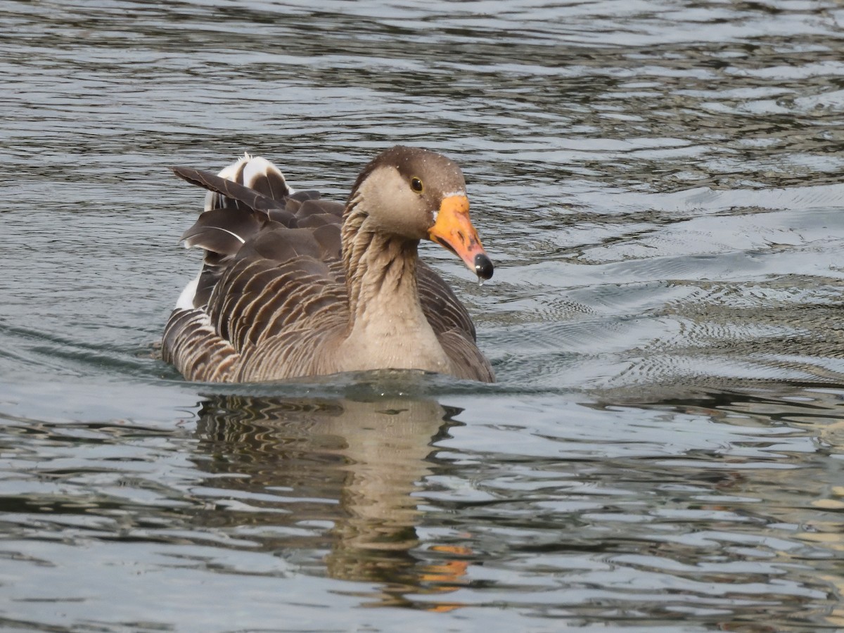 Graylag Goose - ML620621172